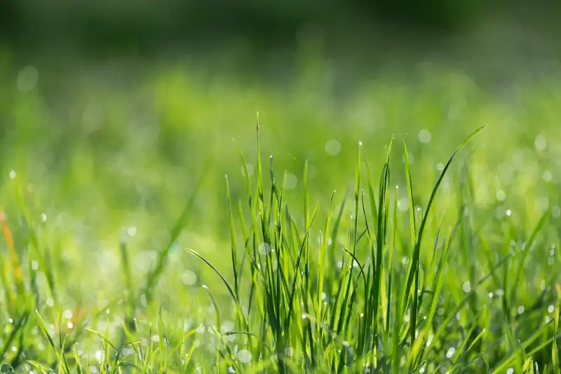 Can you mow wet grass in Woodbridge, ON 