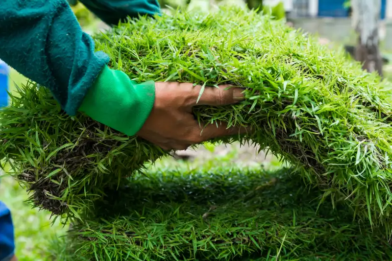 How long after installing sod can you walk on it in Woodbridge, ON 